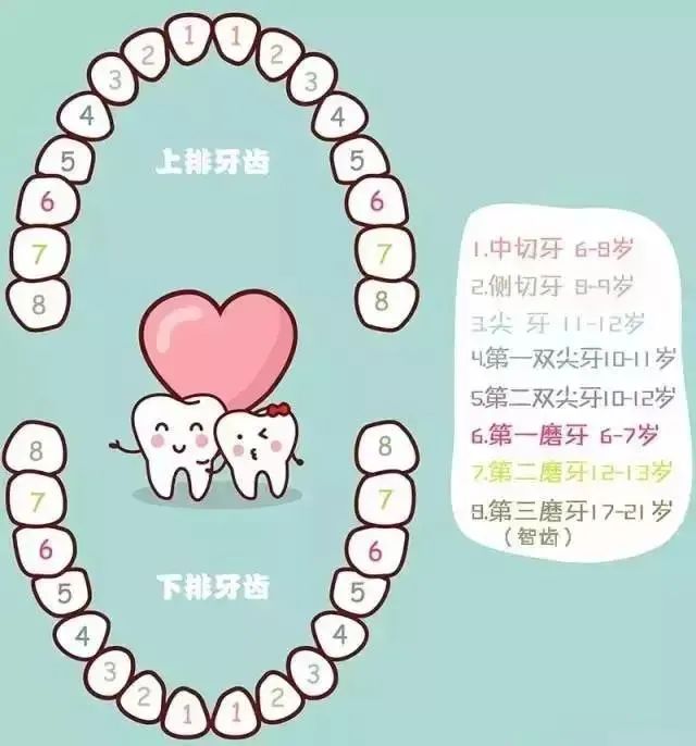 宝宝换牙时间表值得收藏！