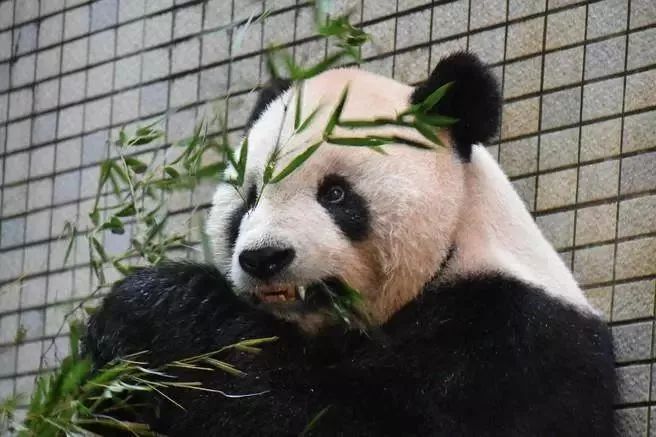 戴个牙冠多么重要！国宝大熊猫做根管治疗补了牙还戴上了牙套